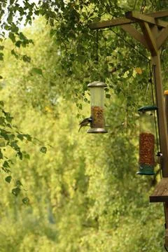 Digging in to nuts at a bird feeder Stock Photos