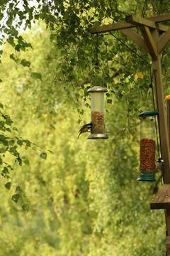 Digging in to nuts at a bird feeder Stock Photos