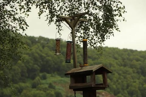 Digging in to nuts at a bird feeder Stock Photos