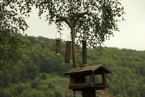 Digging in to nuts at a bird feeder Stock Photos