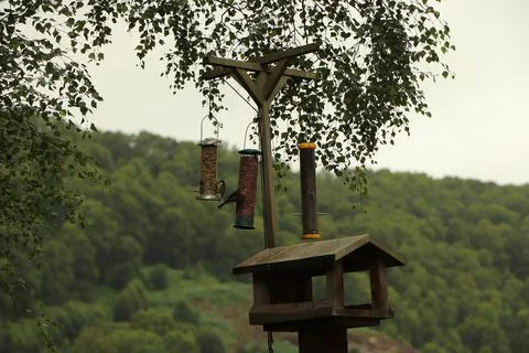 Digging in to nuts at a bird feeder Stock Photos