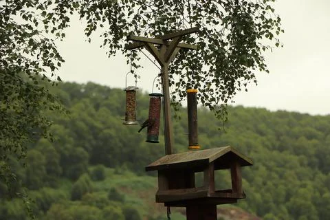 Digging in to nuts at a bird feeder Stock Photos