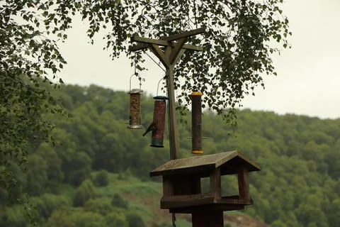Digging in to nuts at a bird feeder Stock Photos