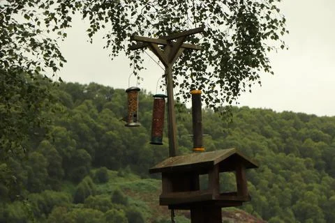Digging in to nuts at a bird feeder Stock Photos