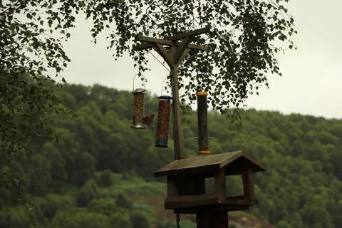 Digging in to nuts at a bird feeder 스톡 사진