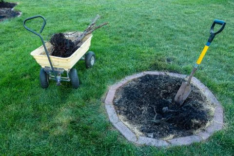 Digging out a dead tree for removal in a garden Stock Photos