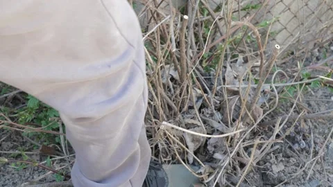 Digging out a dried bush from the ground. 스톡 동영상 279813917