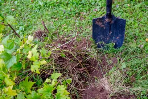 Digging out an old currant shrub with a garden shovel in the summer garden.works Foto stock