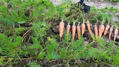 Digging out with a shovel the ample autumn harvest of fresh bio carrot. Stock Footage 99542739