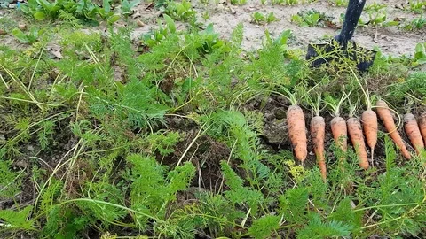 Digging out with a shovel the ample autumn harvest of fresh bio carrot. Stock Footage 99542826
