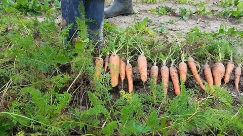 Digging out with a shovel the ample autumn harvest of fresh bio carrot. Stock Footage 99542827
