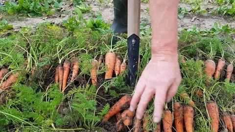 Digging out with a shovel the ample autumn harvest of fresh bio carrot. Stock Footage 99542855