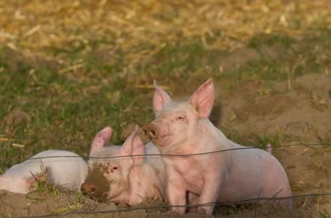 Digging piglets on free range Stock Photos