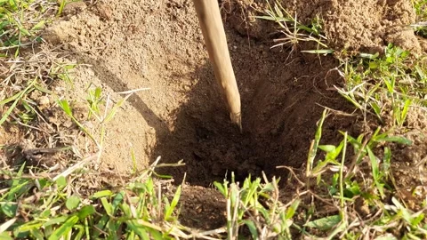 Digging a pit for planting a tree. Stock Footage 285596342