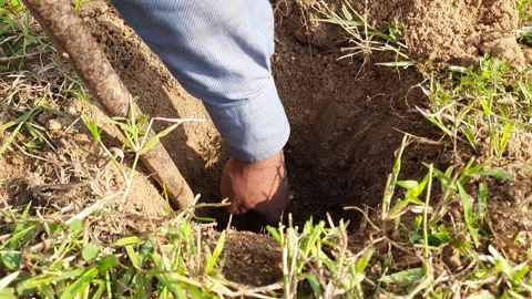 Digging a pit for planting a tree. Video stock 285596589