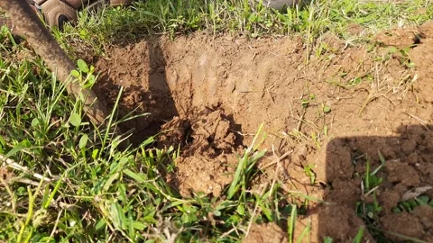 Digging a pit for planting a tree. Stockbeeldmateriaal 285597975