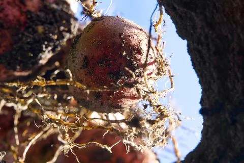 Digging up potato underground view. selective focus. Fresh Red Potatoes Stock Photos