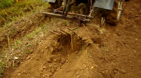 Digging potatoes. Stock Footage 30460304