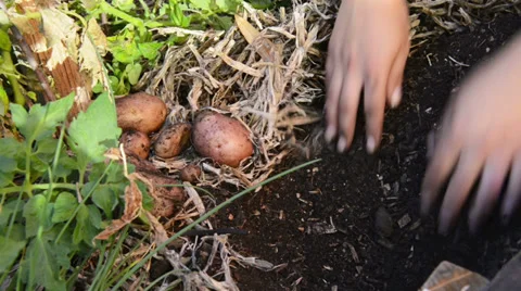 Digging up potatoes Stock Footage 37820723