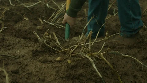DIGGING POTATOES Stock Footage 86658732
