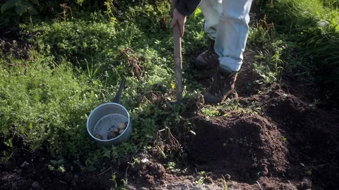 Digging potatoes. Stock Footage 97456030