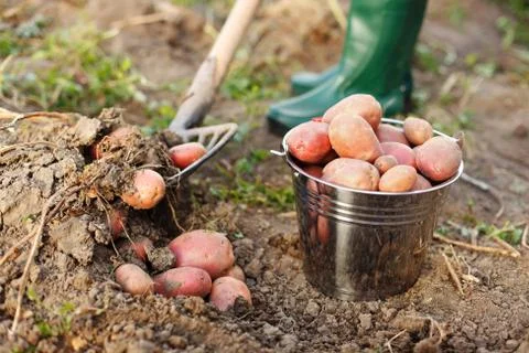 Digging up the potatoes Stock-Fotos
