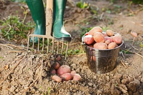 Digging up the potatoes Stock Photos