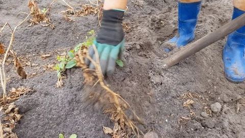Digging potatoes with a shovel Stock Footage 105183015