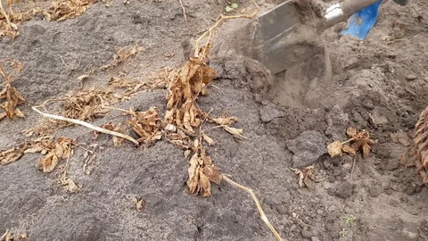 Digging potatoes with a shovel Stock Footage 111953287