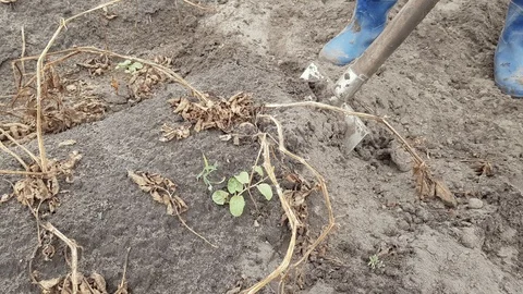 Digging potatoes with a shovel Stock Footage 112520486