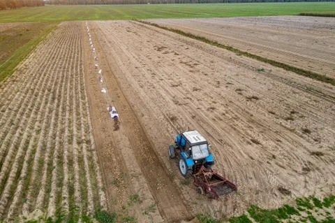 Digging potatoes with a tractor top view. Stock Photos