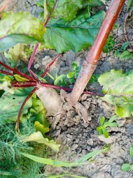 Digging of red beet on garden bed Foto stock