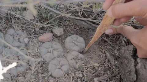 Digging up root Stock Footage 45430725