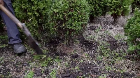 Digging up the seedling with a shovel Stock-Footage 75468267