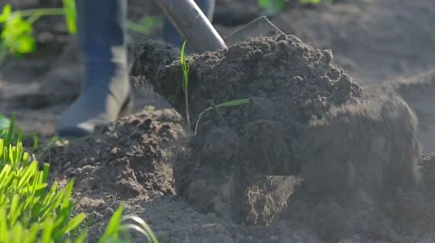 Digging with shovel Stock Footage 50224782