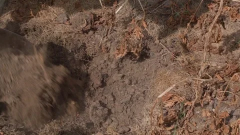 Digging up the soil to double-check that all the potatoes have been found Stock Footage 273452777