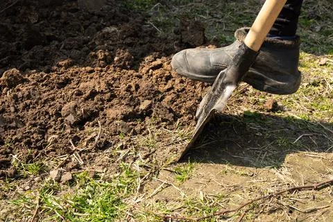 Digging up soil in a flowerbed, preparing for planting Stock Photos