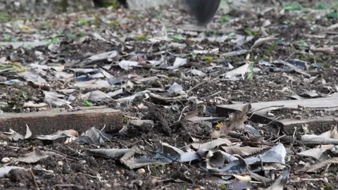 Digging the soil with a hoe to make the garden ready Video stock 148919099