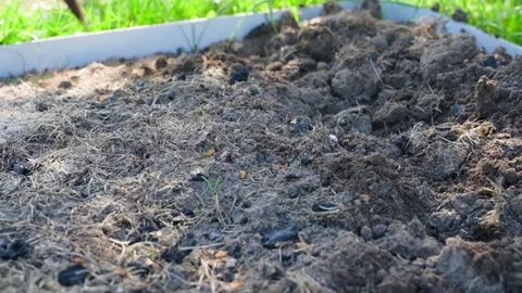 Digging up the soil of a vegetable garden bed with a flat cutter, close up Stock Footage 311108767