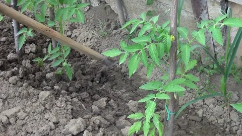 Digging soil in vegetable garden on summer Stock Footage 77225342
