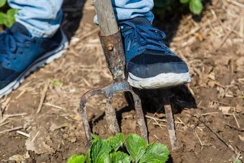 Digging spring soil with pitchfork Stock Photos