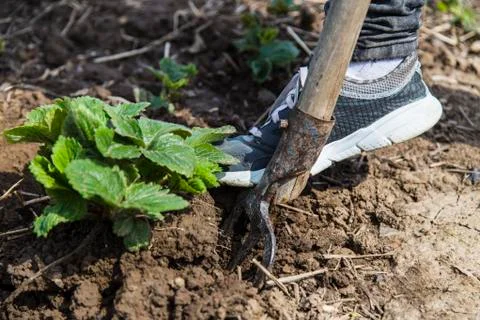 Digging spring soil with pitchfork Stock Photos