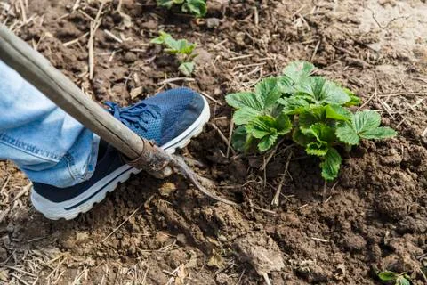 Digging spring soil with pitchfork Stock Photos