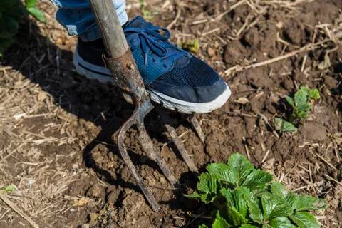 Digging spring soil with pitchfork Stock Photos