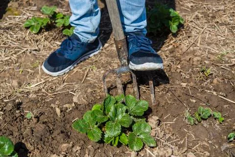 Digging spring soil with pitchfork Stock Photos