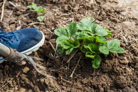 Digging spring soil with pitchfork Stock Photos