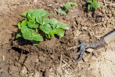 Digging spring soil with pitchfork Stock Photos