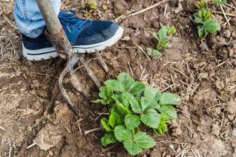 Digging spring soil with pitchfork Stock Photos