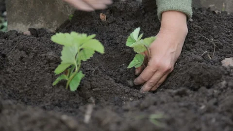 Digging up a strawberry Bush Stock Footage 100175782