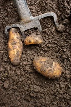 Digging up tatties Stock Photos